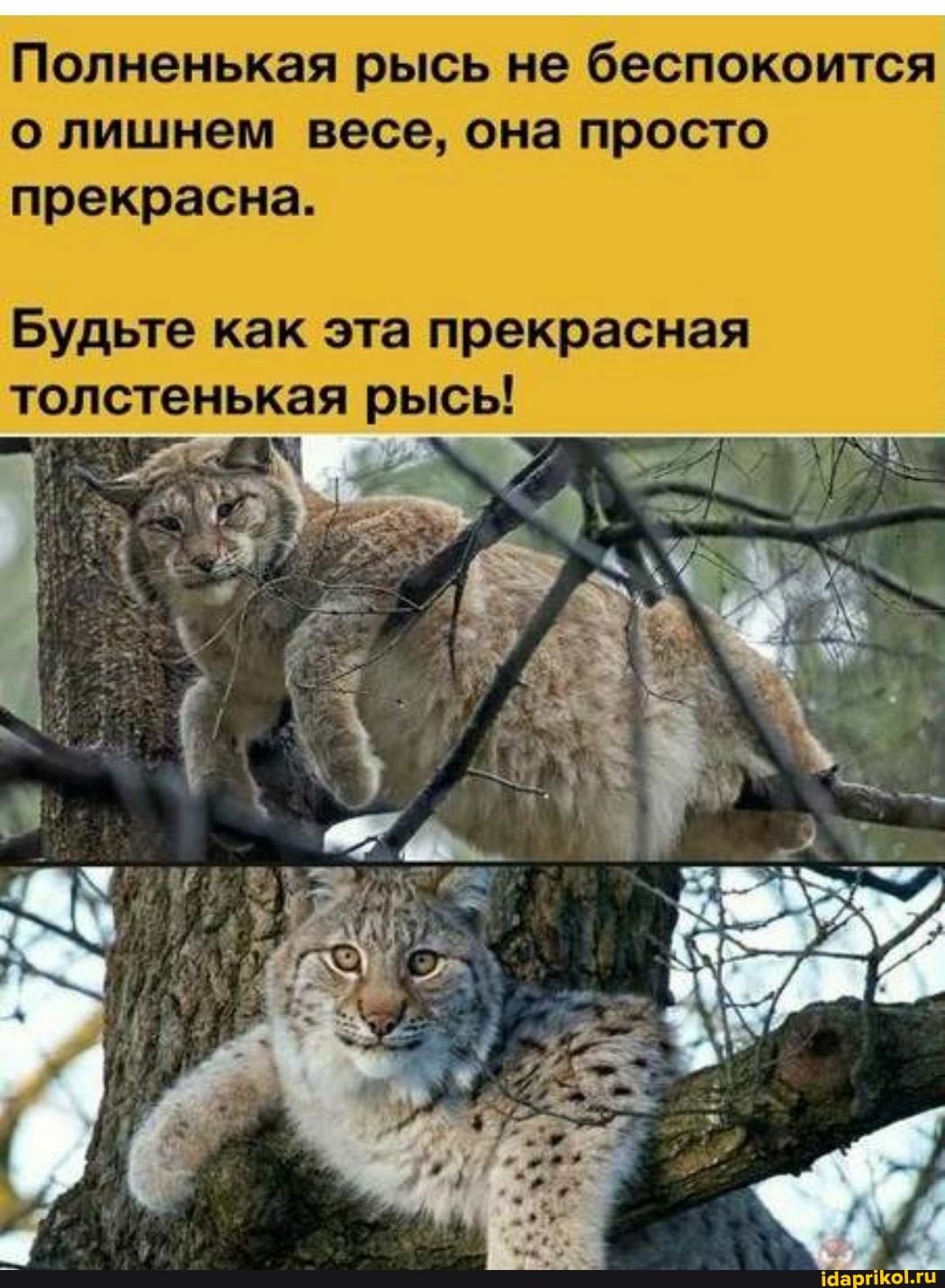 Полненькая рысь не беспокоится о лишнем весе, она просто прекрасна.
Будьте как эта прекрасная толстенькая рысь!
