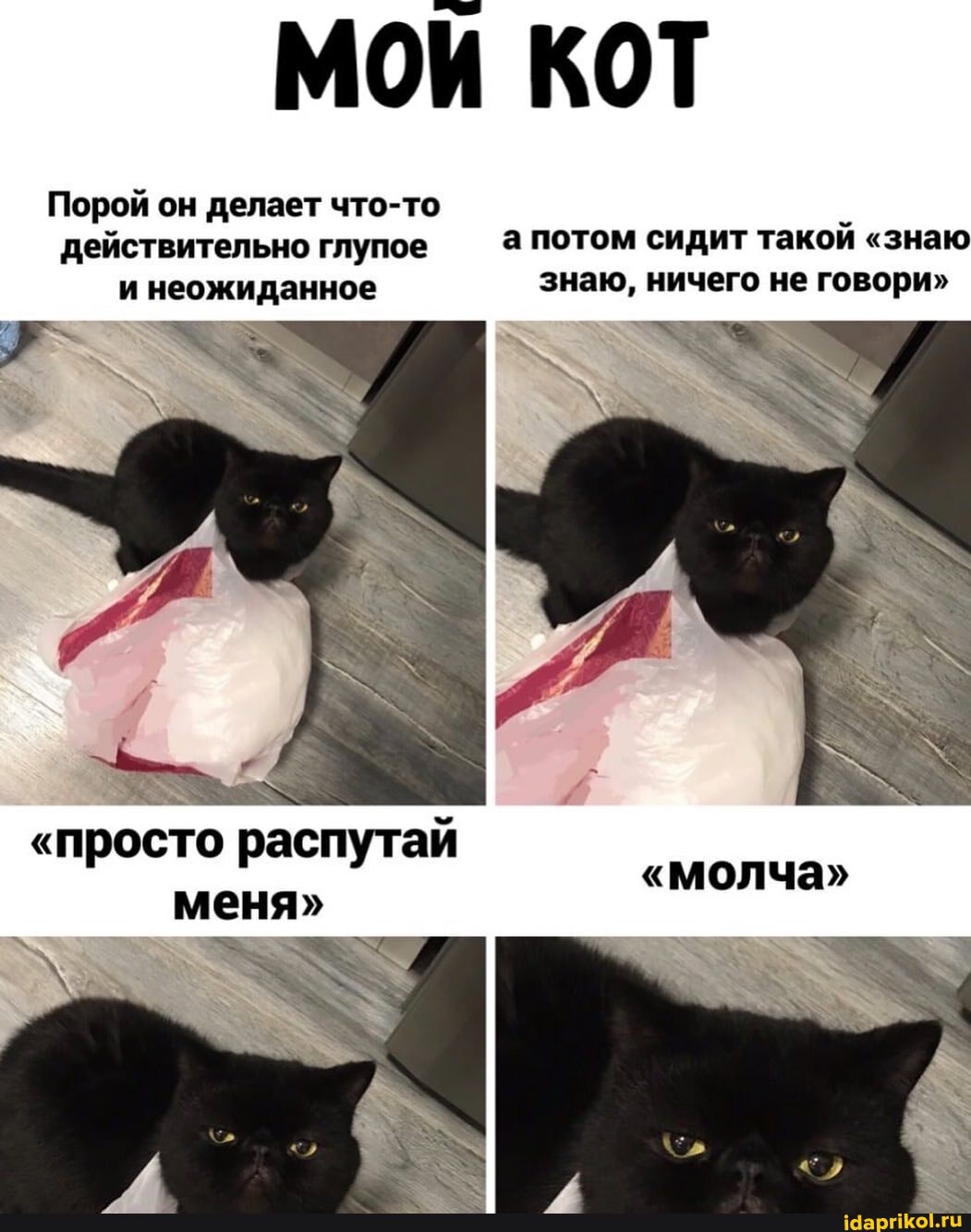 МОИ КОТ
Порой он делает что-то действительно глупое потом сидит такой "знаю
и неожиданное знаю, ничего не говори"
"просто распутай меня"
"молча"