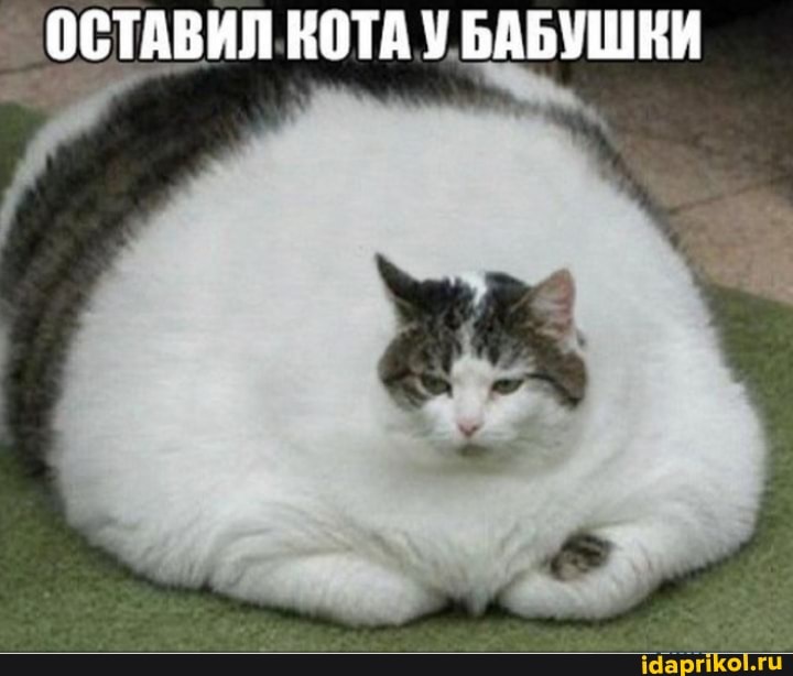 ОСТАВИЛ КОТА БАБУШКИ