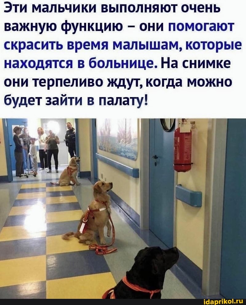 Эти мальчики выполняют очень важную функцию - они помогают скрасить время малышам, которые находятся в больнице. На снимке
они терпеливо ждут, когда можно будет зайти в палату!