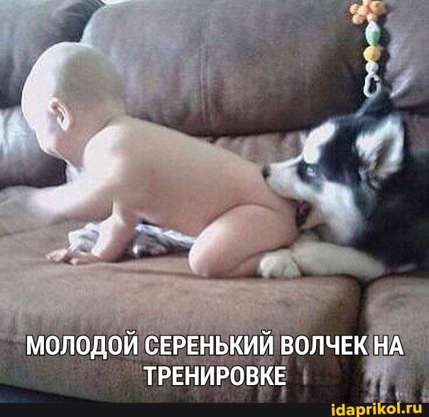 МОЛОДОЙ СЕРЕНЬКИЙ ВОЛЧЕК НА ТРЕНИРОВКЕ