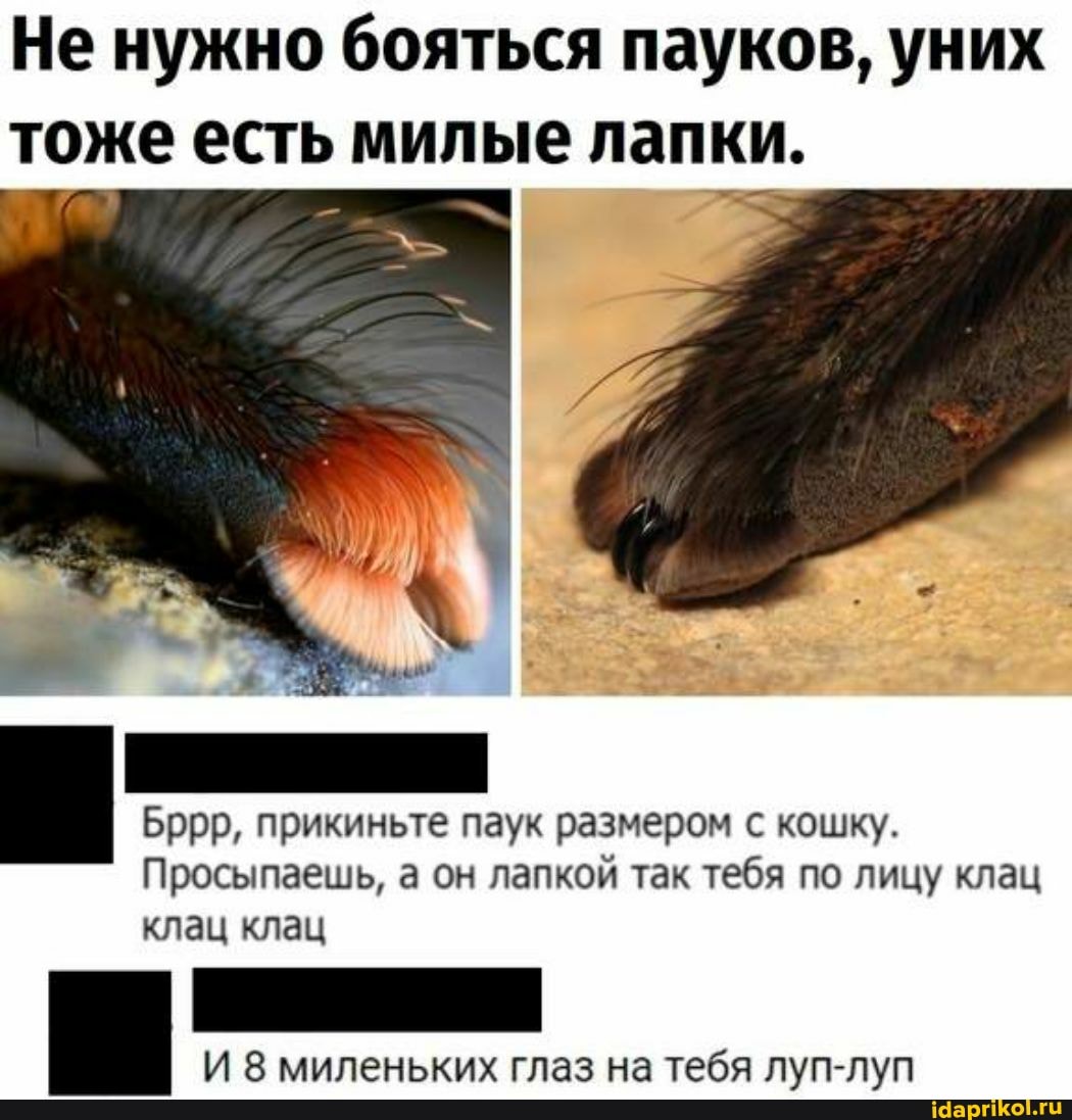 Не нужно бояться пауков, уних тоже есть милые лапки.
Бррр, прикиньте паук размером с кошку.
Просыпаешь, а он лапкой так тебя по лицу клац клац клац
И 8 миленьких глаз на тебя луп-луп