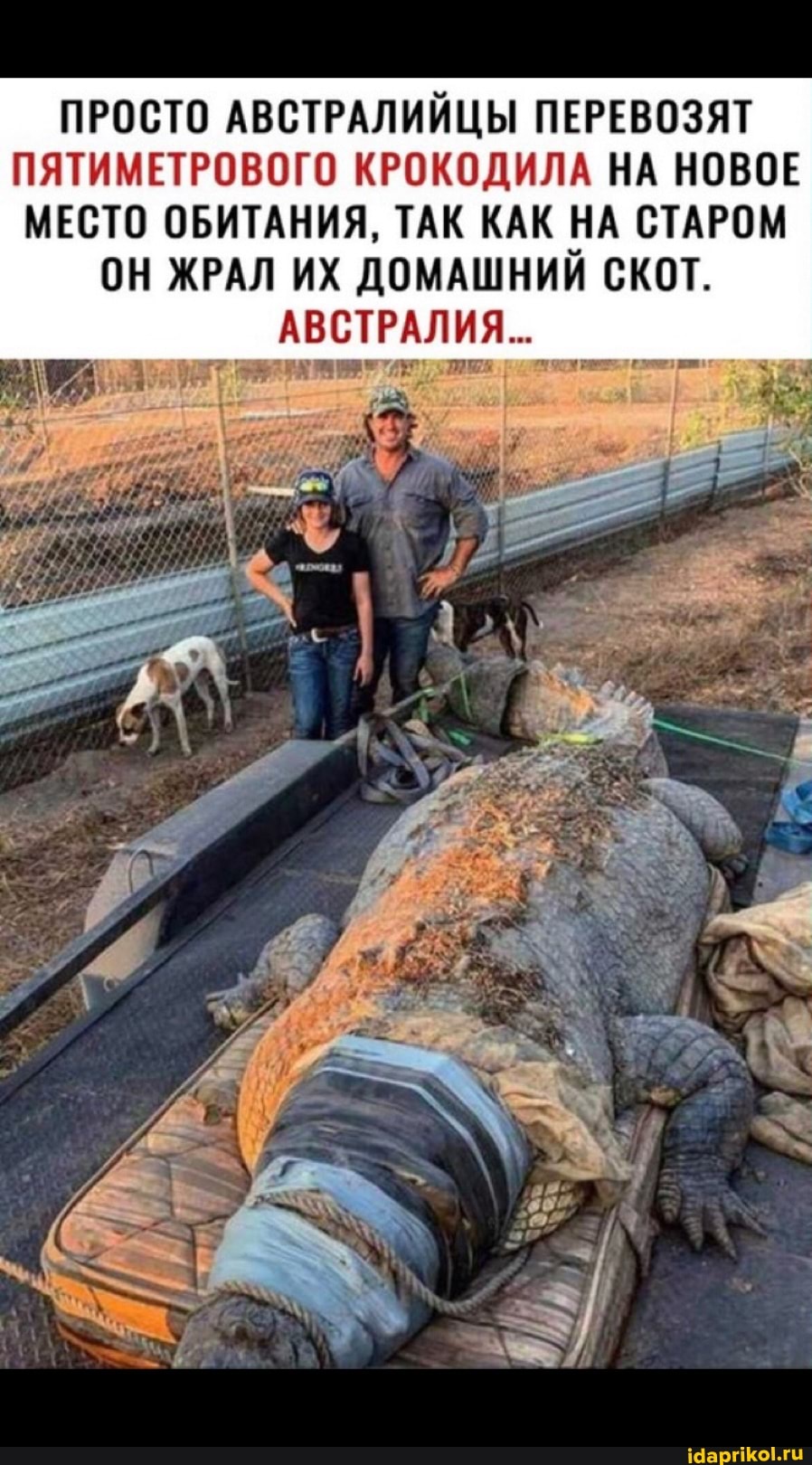 ПРОСТО АВСТРАЛИЙЦЫ ПЕРЕВОЗЯТ ПЯТИМЕТРОВОГО КРОКОДИЛА НА НОВОЕ МЕСТО ОБИТАНИЯ, ТАК КАК НА СТАРОМ
ОН ЖРАЛ ИХ ДОМАШНИЙ СКОТ.
АВСТРАЛИЯ...