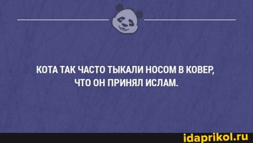 КОТА ТАК ЧАСТО ТЫКАЛИ НОСОМ В КОВЕР,
ЧТО ОН ПРИНЯЛ ИСЛАМ.