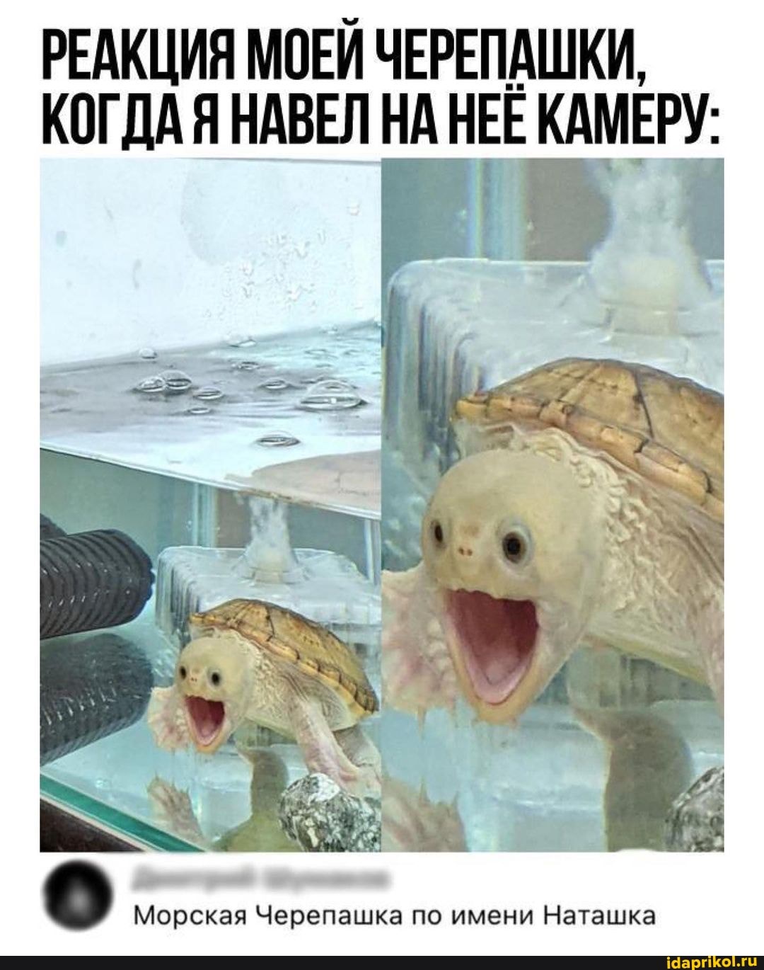 РЕАКЦИЯ МОЕЙ ЧЕРЕПАШКИ,
КОГДА Я НАВЕЛ НА НЕЕ КАМЕРУ:
Морская Черепашка по имени Наташка