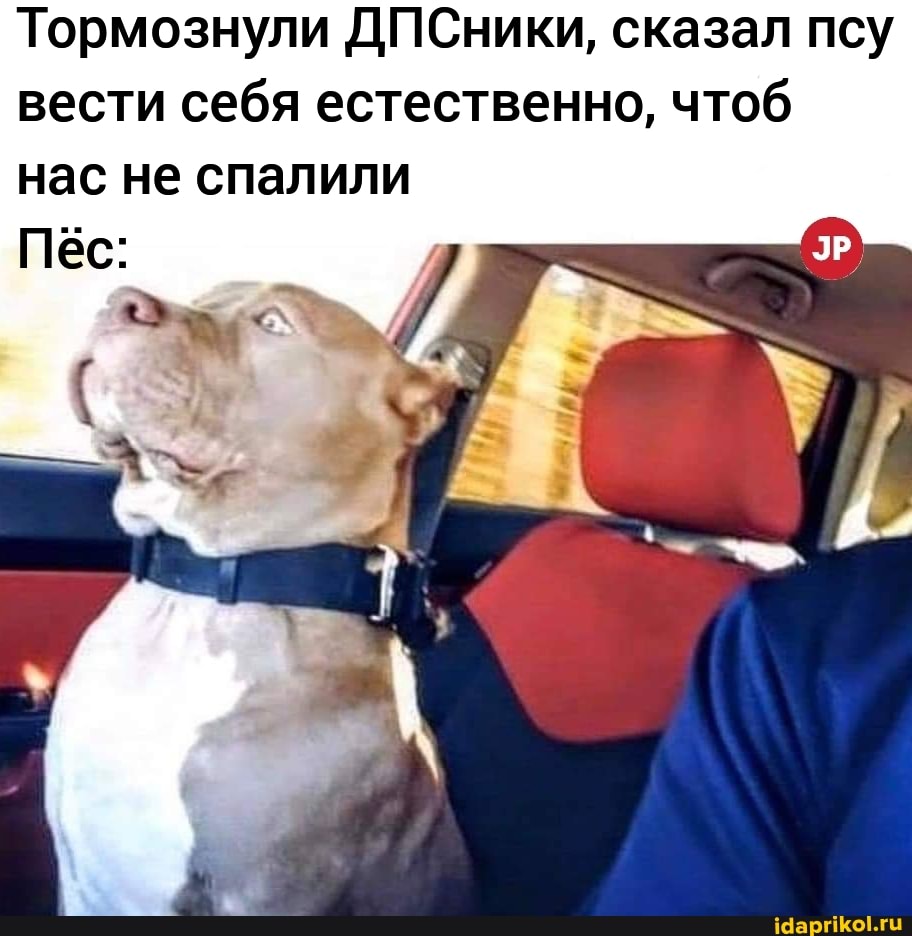 Тормознули ДПСники, сказал псу вести себя естественно, чтоб нас не спалили