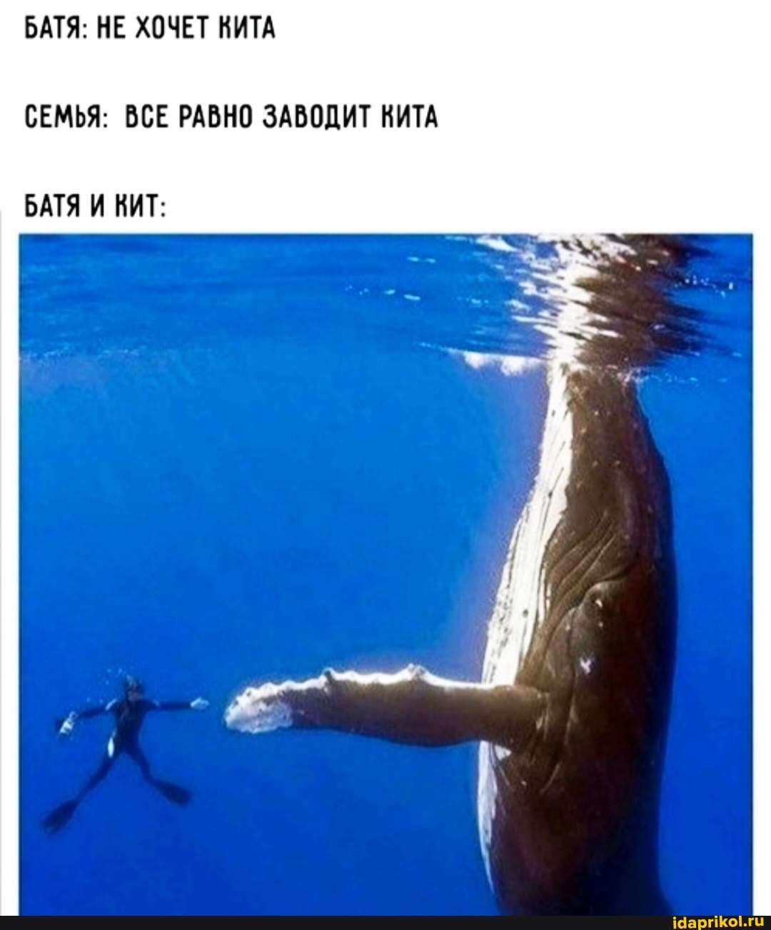 БАТЯ: НЕ ХОЧЕТ КИТА
СЕМЬЯ: ВСЕ РАВНО ЗАВОДИТ КИТА
БАТЯ И КИТ: