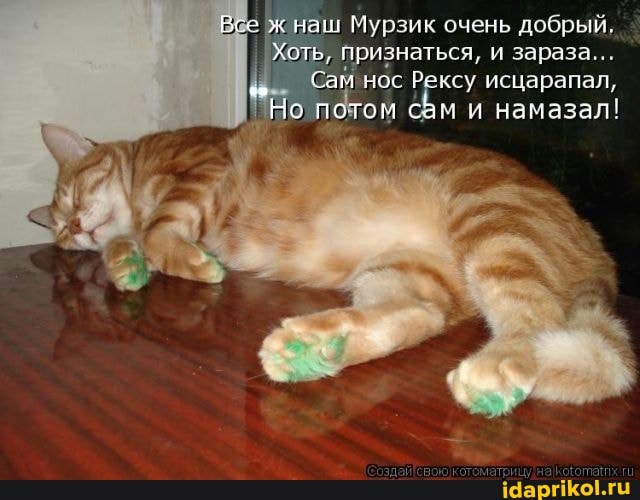 Все ш Мурзик очень добрый, признаться, и зараза...
Сам нос Рексу исцарапал,
Но ом сам и намазал!