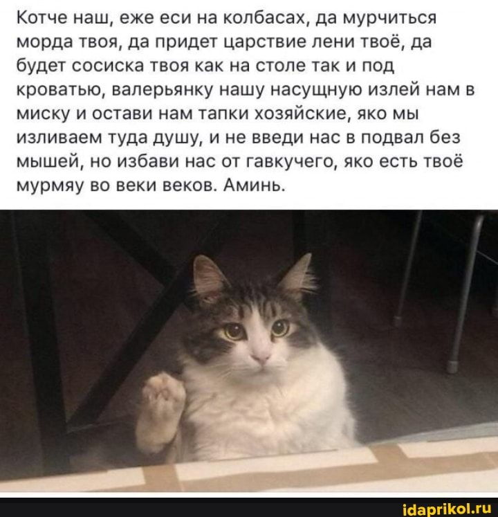 Котче наш, еже еси на колбасах, да мурчиться морда твоя, да придет царствие лени твоё, да будет сосиска твоя как на столе так и под кроватью, валерьянку нашу насущную излей нам в миску и остави нам тапки хозяйские, яко мы изливаем туда душу, и не введи нас в подвал без мышей, но избави нас от гавкучего, яко есть твоё мурмяу во веки веков. Аминь.