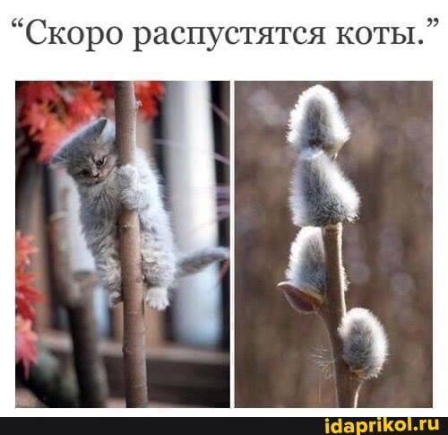 "Скоро распустятся коты."