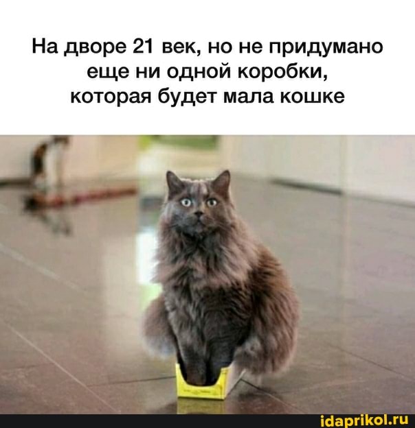 На дворе 21 век, но не придумано еще ни одной коробки, которая будет мала кошке