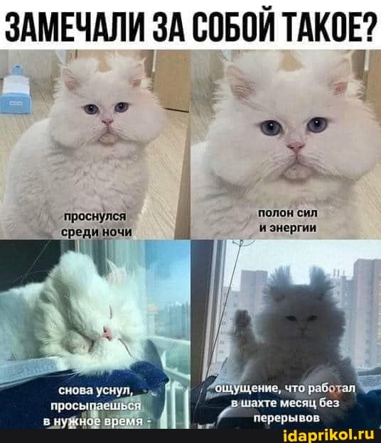 СОБОЙ ТАКОЕ?