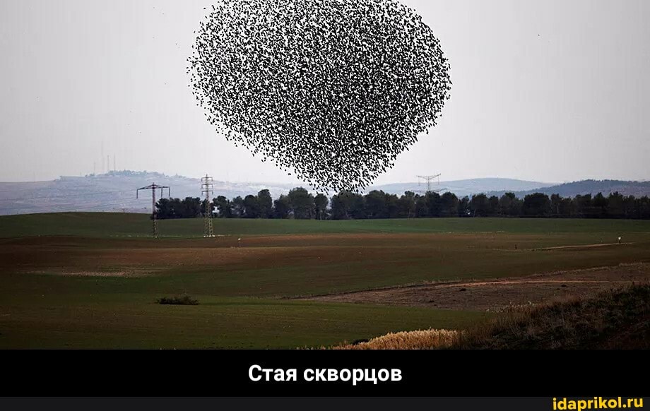 Стая скворцов - Стая скворцов