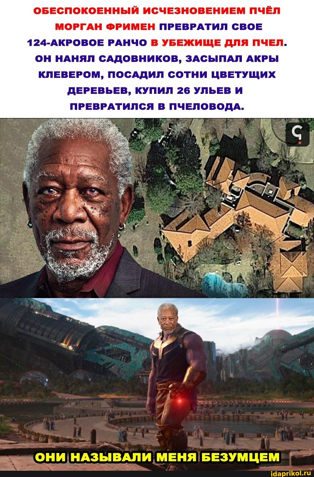 ОБЕСПОКОЕННЫЙ ИСЧЕЗНОВЕНИЕМ ПЧЁЛ МОРГАН ФРИМЕН ПРЕВРАТИЛ СВОЕ
124-АКРОВОЕ РАНЧО В УБЕЖИЩЕ ДЛЯ ПЧЕЛ.
ОН НАНЯЛ САДОВНИКОВ, ЗАСЫПАЛ АКРЫ КЛЕВЕРОМ, ПОСАДИЛ СОТНИ ЦВЕТУЩИХ ДЕРЕВЬЕВ, КУПИЛ 26 УЛЬЕВ И ПРЕВРАТИЛСЯ В ПЧЕЛОВОДА.
.ОНИ НАЗЫВАЛИ МЕНЯ БЕЗУМЦЕМ