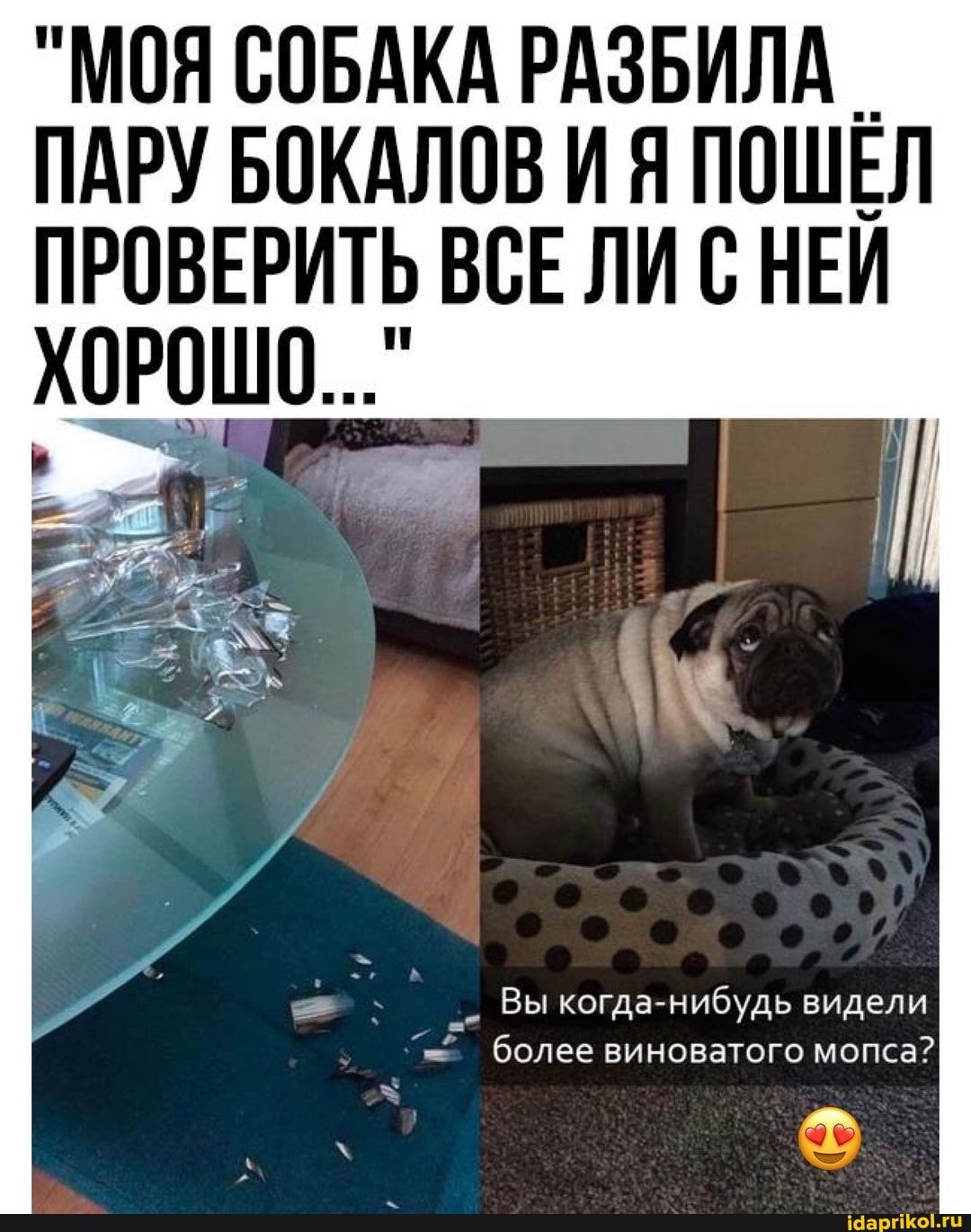 "МОЯ СОБАКА РАЗБИЛА ПАРУ БОКАЛОВ ИЯ ПОШЕЛ ПРОВЕРИТЬ ВСЕ ЛИС НЕЙ ХОРОШО...`
Вы когда-нибудь видели
более виноватого мопса?