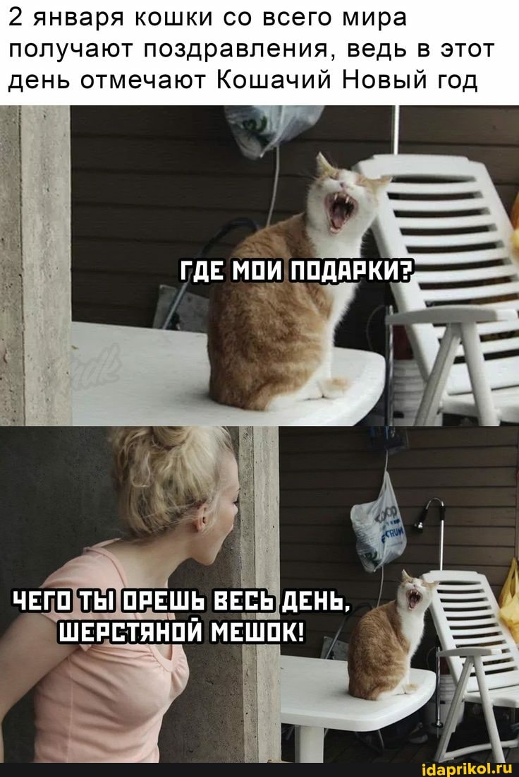 2 января кошки со всего мира получают поздравления, ведь в этот
день отмечают Кошачий Новый год
ГДЕ МОИ ПОДАРКИ?
ЧЕГО ТЫ ОРЕШЬ ВЕСЬ ДЕНЬ,
ШЕРСТЯНОЙ МЕШОК!