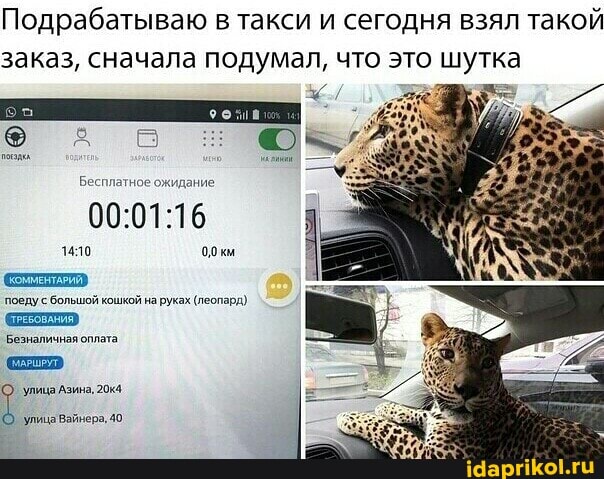 Подрабатываю в такси и сегодня взял такой заказ, сначала подумал, что это шутка
Бесплатное ожидание
1410 '0,0 км
'поеду с большой кошкой на руках (леопард).
[комментАРИЙ
Безналичная оплата
улица Азина, 204 улица Вайнера, 40