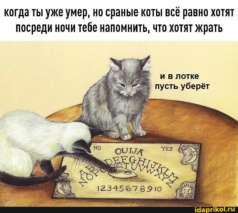 когда ты уже умер, но сраные коты всё равно хотят посреди ночи тебе напомнить, что хотят Жрать
и в лотке пусть уберёт