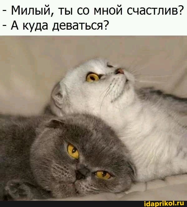 - Милый, ты со мной счастлив?
- А куда деваться?