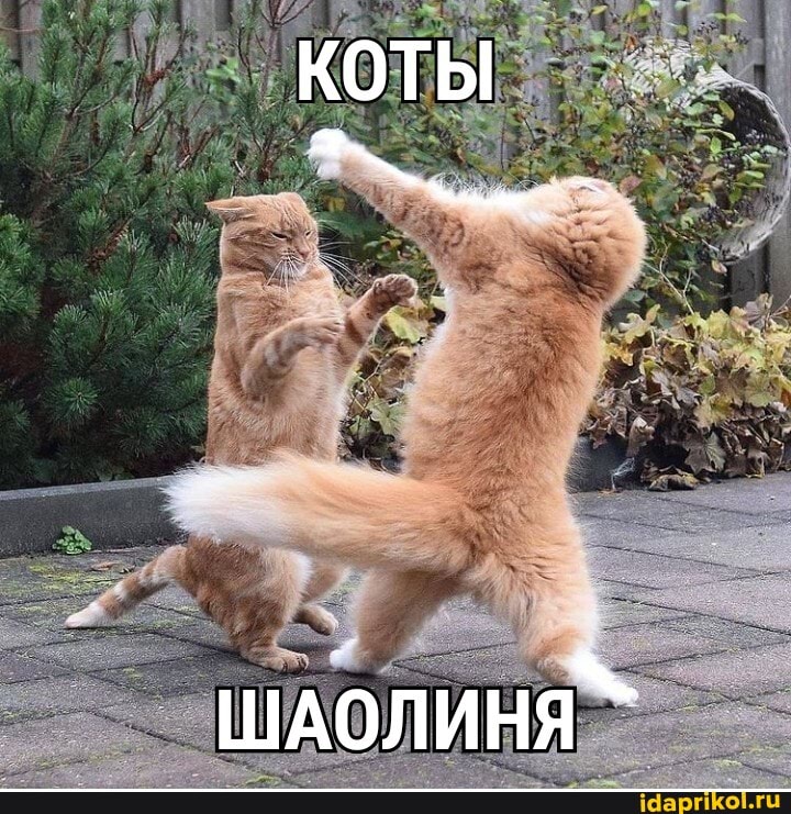 КОТЫ
ШАОЛИНЯ