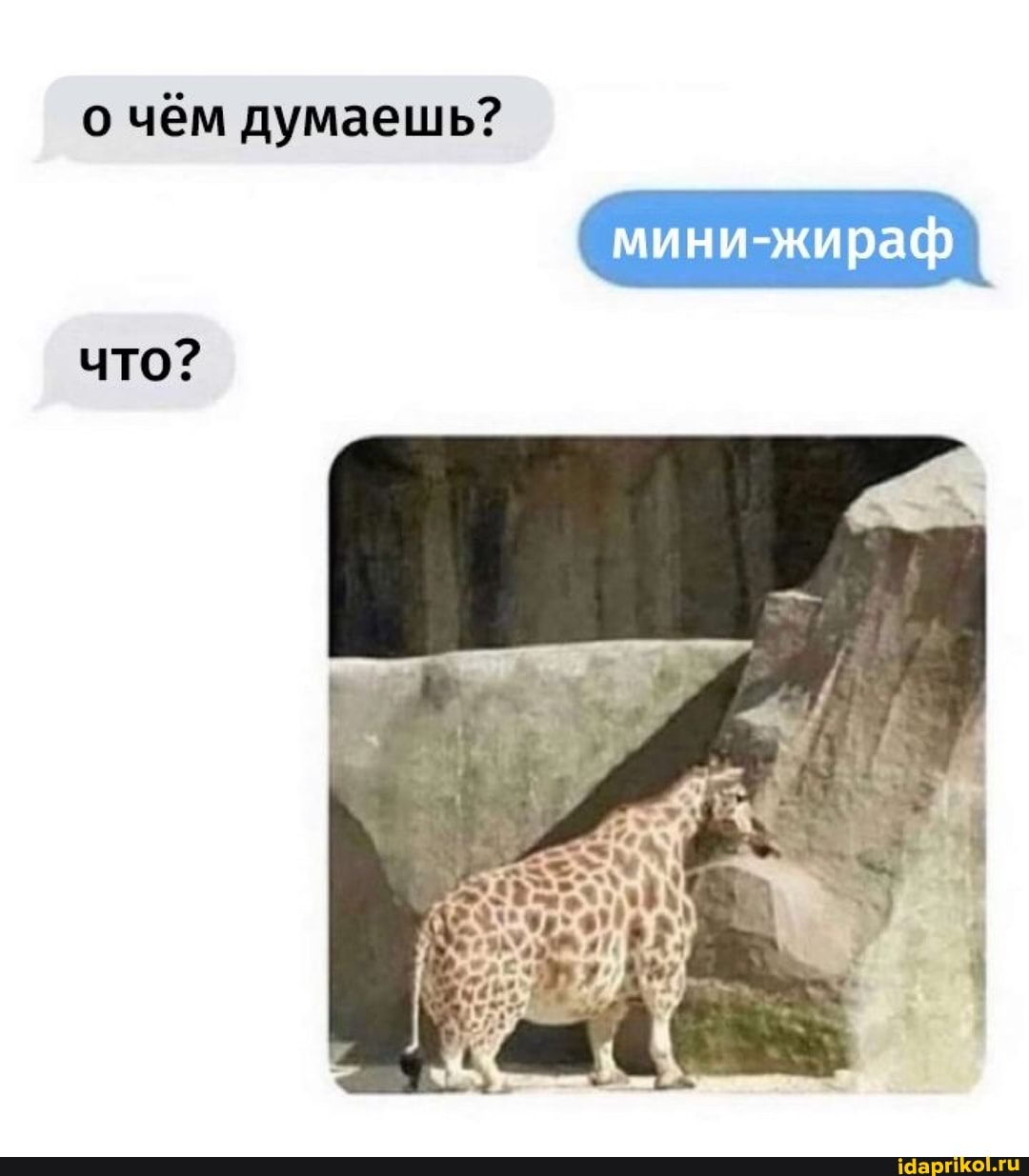 о чём думаешь?
мини-жираф
что?