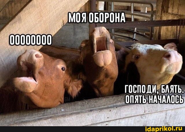 Жапондық порно шошқа банкі Маға жалаңаш қыздың суроту керек