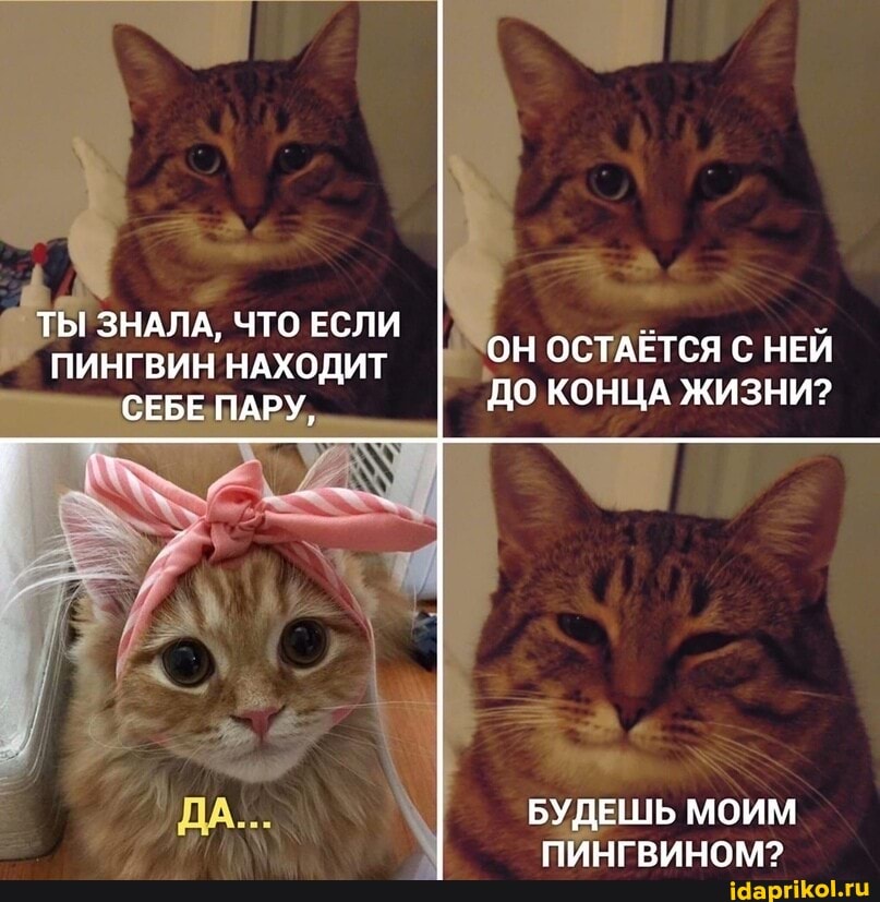ТЫ ЗНАЛА, ЧТО ЕСЛИ ПИНГВИН НАХОДИТ СЕБЕ ПАРУ,
ОН ОСТАЕТСЯ С НЕЙ ДО КОНЦА ЖИЗНИ?
БУДЕШЬ МОИМ ПИНГВИНОМ?