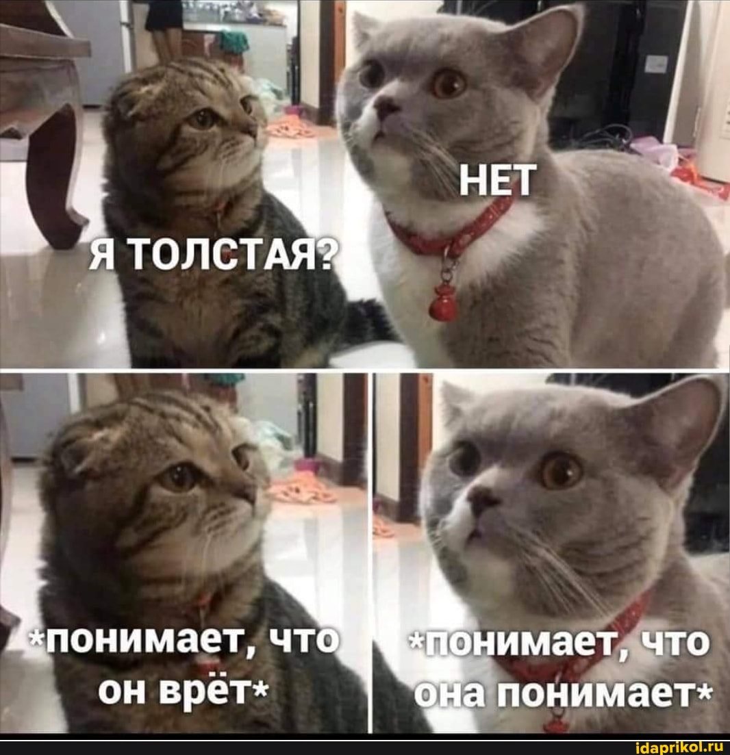 НЕТ Я ТОЛСТАЯ?
понимает, что. понимает, что он врёт* она понимает*