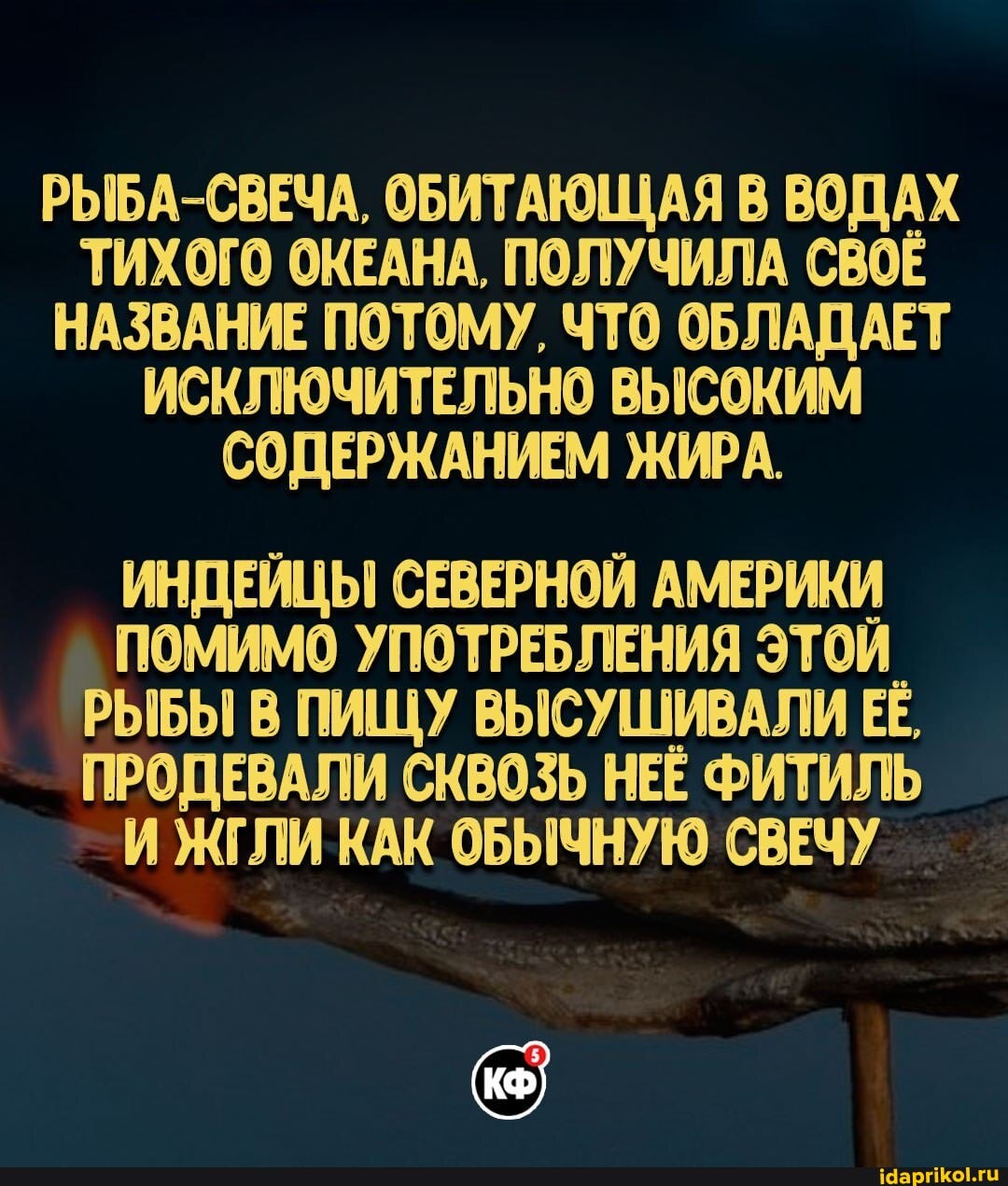 РЫБА-СВЕЧА, ОБИТАЮЩАЯ В ВОДАХ ТИХОГО ОКЕАНА. ПОЛУЧИЛА СВОЁ НАЗВАНИЕ ПОТОМУ, ЧТО ОБЛАДАЕТ ИСКЛЮЧИТЕЛЬНО ВЫСОКИМ СОДЕРЖАНИЕМ ЖИРА.
ИНДЕЙЦЫ СЕВЕРНОЙ АМЕРИКИ ПОМИМО УПОТРЕБЛЕНИЯ ЭТОЙ РЫБЫ В ПИЩУ ВЫСУШИВАЛИ ЕЁ,
ПРОДЕВАЛИ СКВОЗЬ НЕЁ ФИТИЛЬ И ЖГЛИ КАК ОБЫЧНУЮ СВЕЧУ
