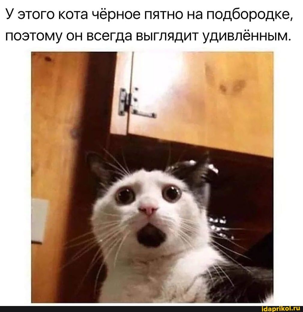 У этого кота чёрное пятно на подбородке, поэтому он всегда выглядит удивлённым.