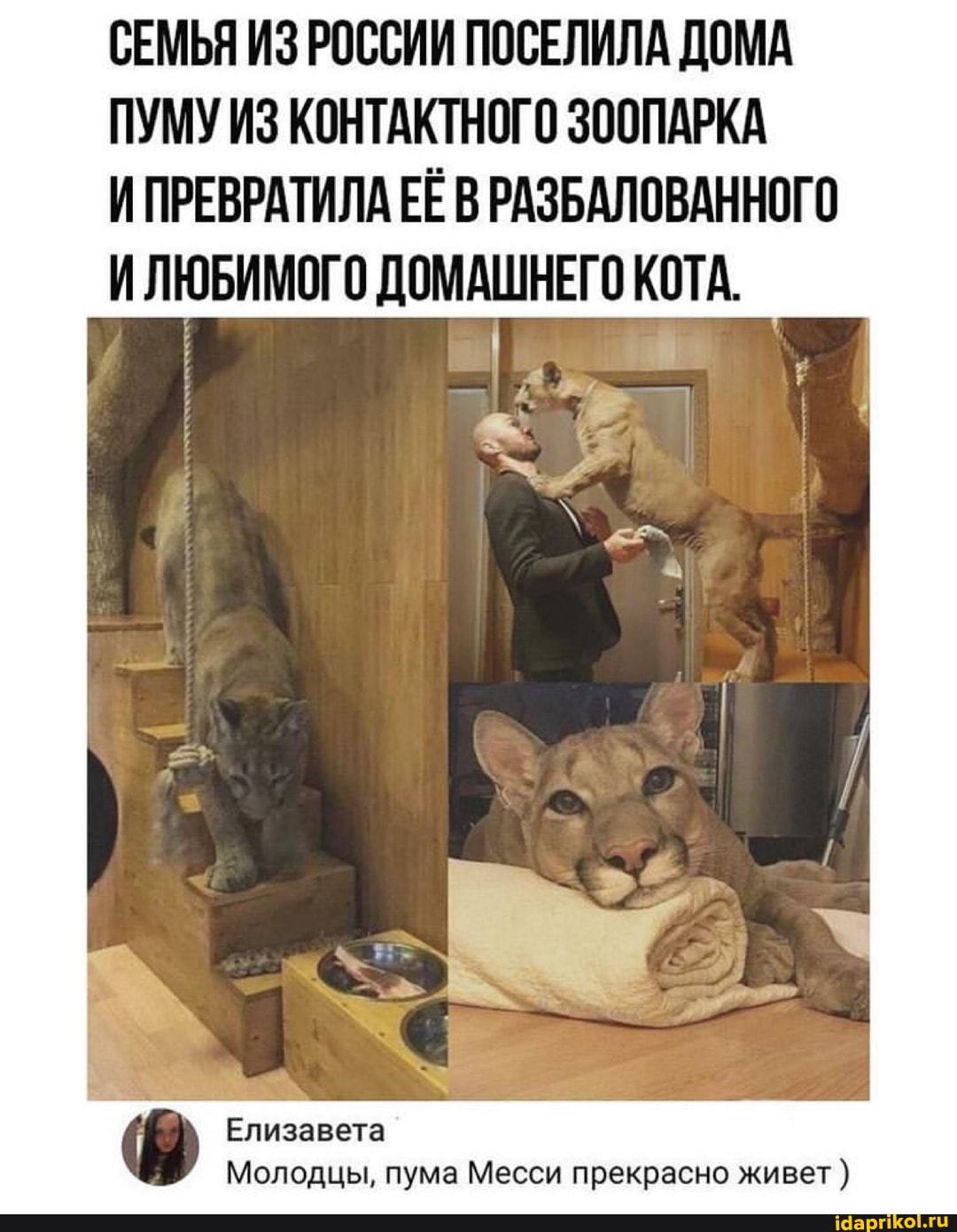 СЕМЬЯ ИЗ РОССИИ ПОСЕЛИЛА ДОМА ПУМУ ИЗ КОНТАКТНОГО ЗООПАРКА
И ПРЕВРАТИЛА ЕЁ В РАЗБАЛОВАННОГО ЛЮБИМОГО ДОМАШНЕГО КОТА.
Елизавета
Молодцы, пума Месси прекрасно живет