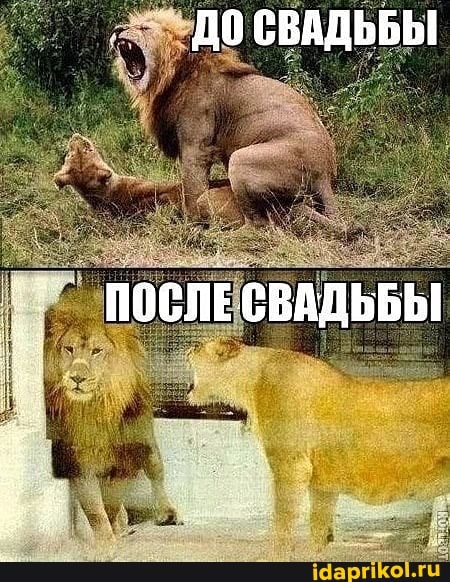 ДО СВАДЬБЫ
ПОСЛЕСВАДЬБЫ