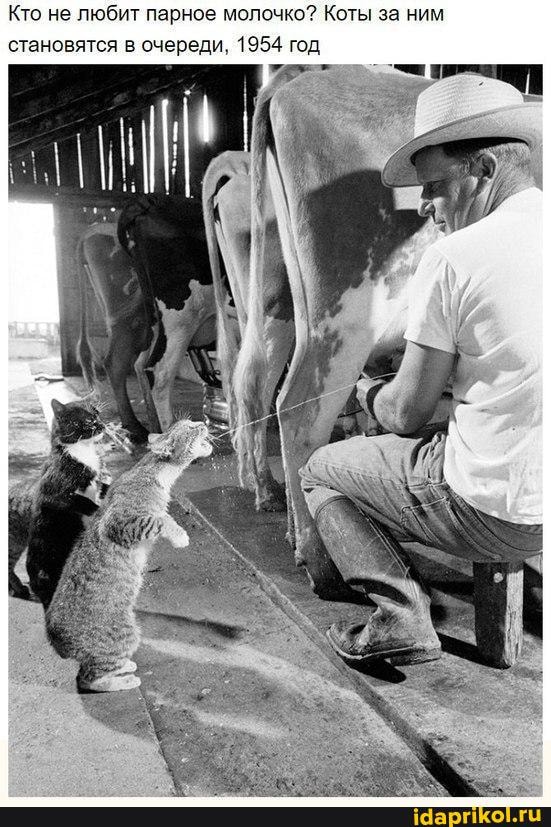 Кто не любит парное молочко? Коты за ним становятся в очереди, 1954 го;
