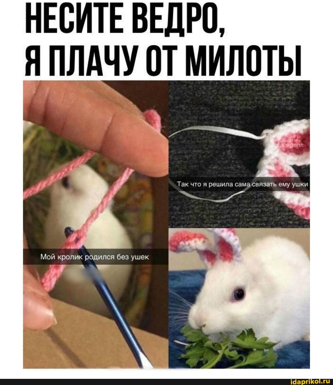 НЕСИТЕ ВЕДРО,
ПЛАЧУ ОТ МИЛОТЫ
Тек решила ушки
Мои кролик родился без ушек