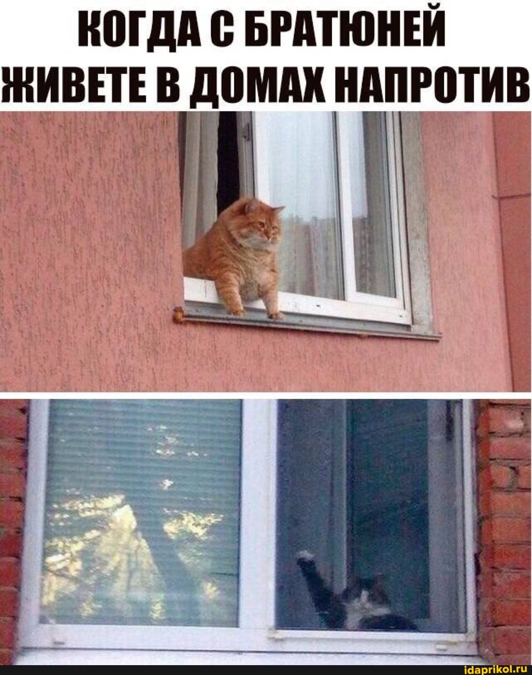 КОГДА С БРАТЮНЕЙ ЖИВЕТЕ В ДОМАХ НАПРОТИВ