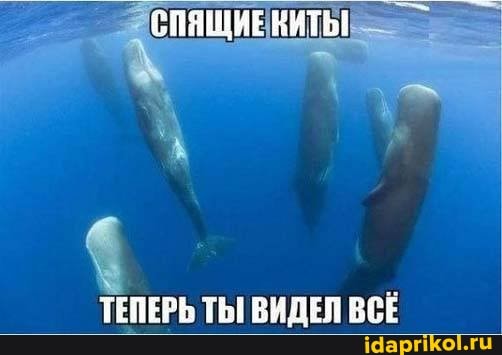 СПЯЩИЕ
ТЕПЕРЬ ТЫ ВИДЕЛ ВСЁ