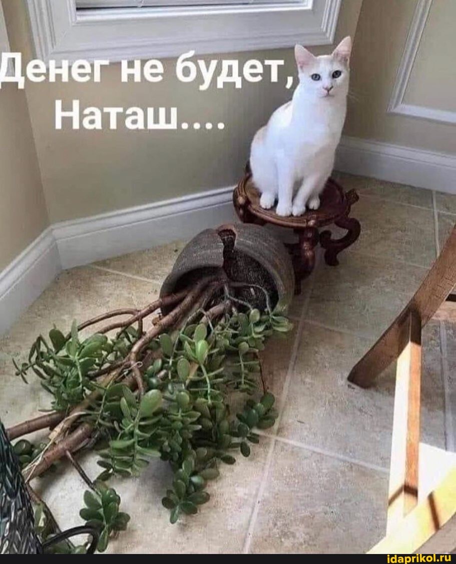 Денег не будет,
Наташ.... :