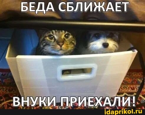 БЕДА СБЛИЖАЕТ
ВНУКИ ПРИЕХАЛИ!