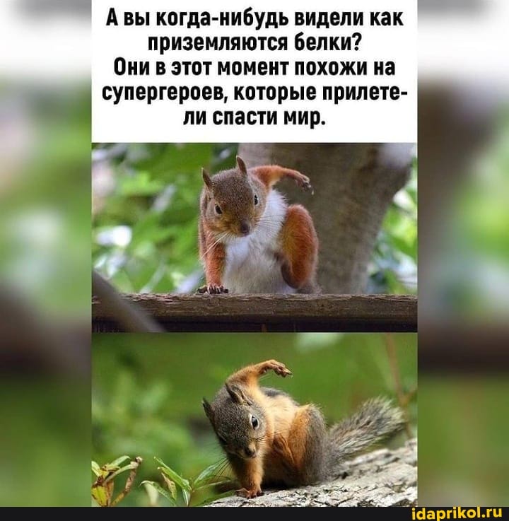 А вы когда-нибудь видели как приземляются белки?
Они в этот момент похожи на
супергероев, которые прилете- ли спасти мир.