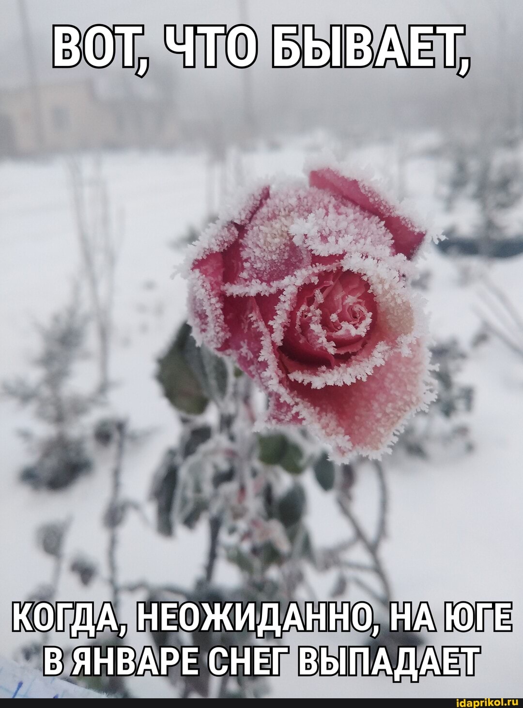 ВОТ, ЧТО БЫВАЕТ,
КОГДА, НЕОЖИДАННО, НА ЮГЕ В ЯНВАРЕ СНЕГ ВЫПАДАЕТ