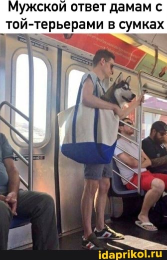 Мужской ответ дамам с той- терьерами в сумках