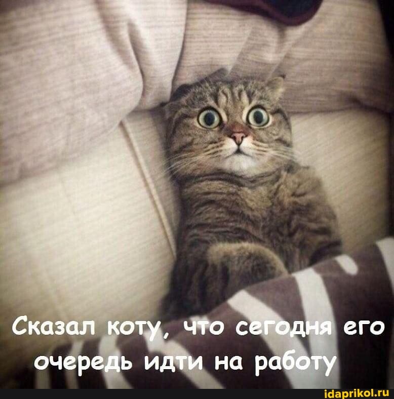 Сказал коту, что сегодня его очередь идти на работу