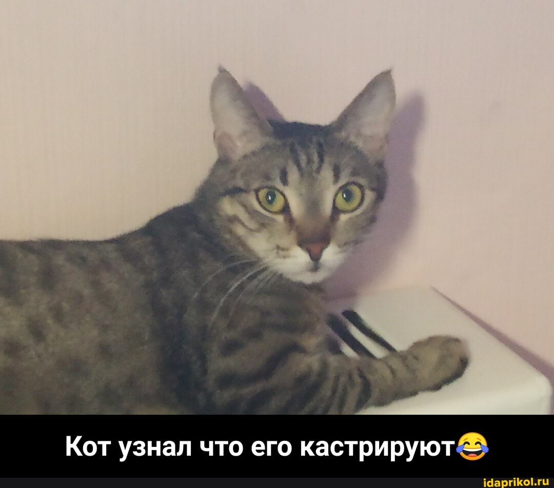 Кот узнал что его кастрируют - Кот узнал что его кастрируют😂