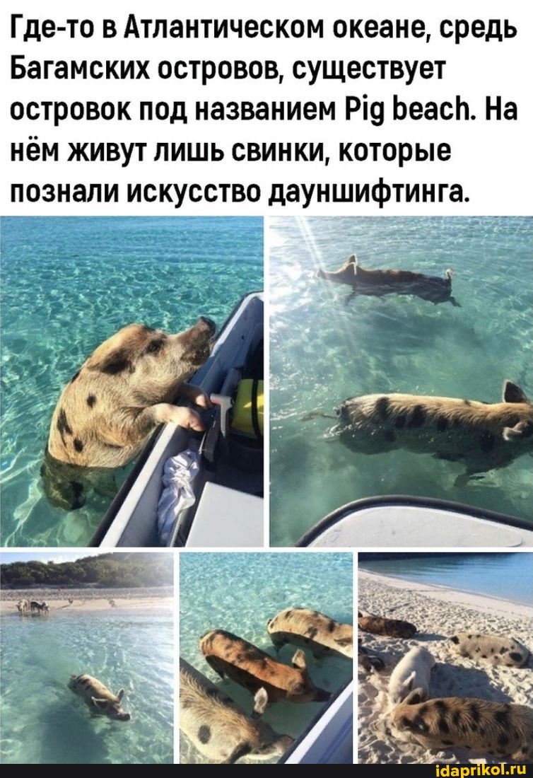 Где-то в Атлантическом океане, средь
Багамских островов, существует островок под названием БеасН. На нём живут лишь свинки, которые познали искусство дауншифтинга.