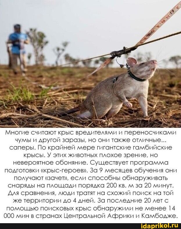 Многие считают крыс вредителями и переносчиками чумы и другой заразы, но они также отличные...
саперы. По крайней мере гигантские гамбийские крысы. У этих животных плохое зрение, но невероятное обоняние. Существует программа подготовки "крыс-героев". За 9 месяцев обучения они получают "зачет", если способны обнаруживать снаряды на площади порядка 200 кв. м за 20 минут.
Для сравнения, люди тратят на схожий поиск на той же территории до 4 дней. За последние 20 лет с помощью поисковых крыс обнаружили не менее 14
000 мин в странах Центральной Африки и Камбодже.