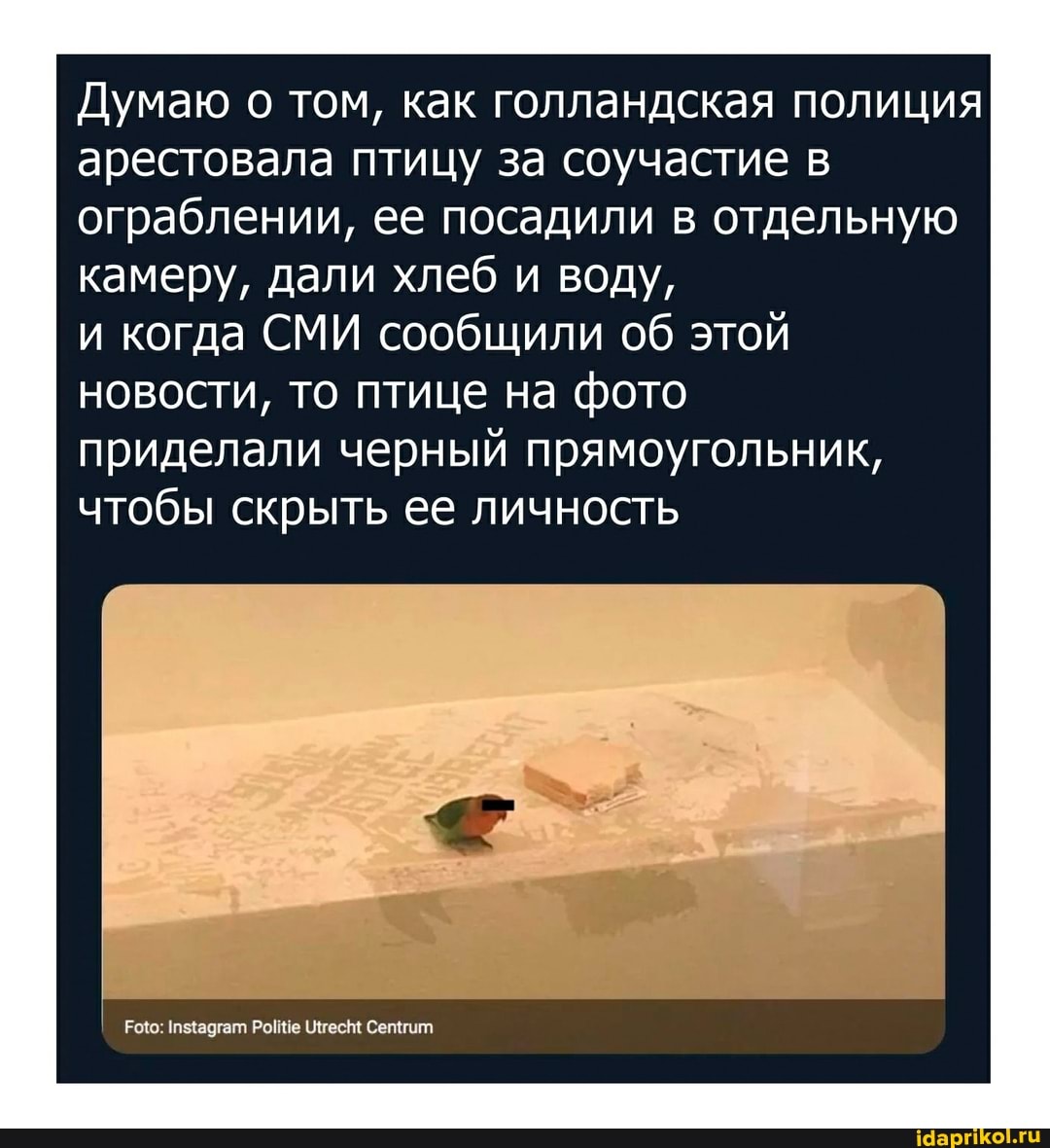 Думаю о том, как голландская полиция арестовала птицу за соучастие в ограблении, ее посадили в отдельную камеру, дали хлеб и воду,
и когда СМИ сообщили об этой новости, то птице на фото
приделали черный прямоугольник, чтобы скрыть ее личность
Рое (ИтесН! Сетгит