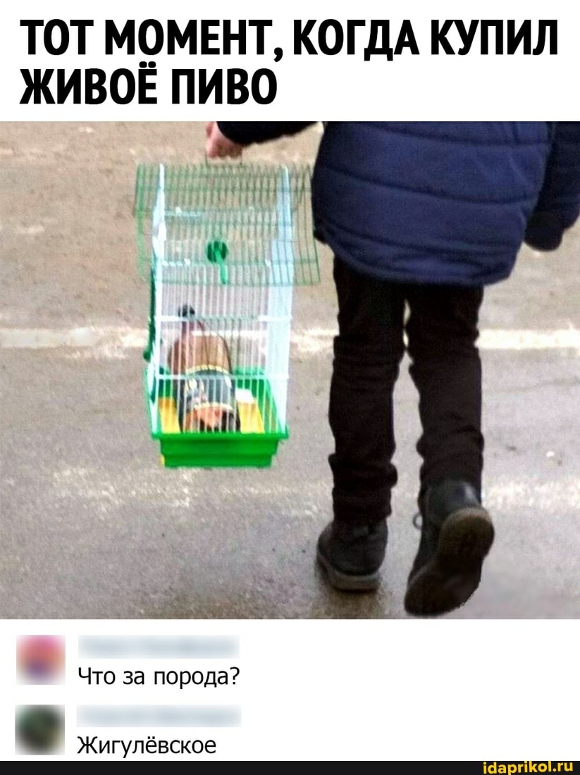 ТОТ МОМЕНТ, КОГДА КУПИЛ ЖИВОЕ ПИВО
Что за порода?
Жигулёвское