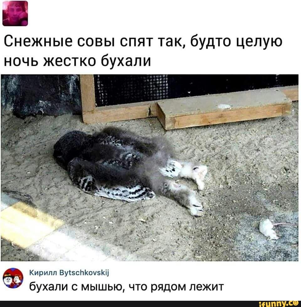 Снежные совы спят так, будто целую
ночь жестко бухали
бухали с мышью, что рядом лежит