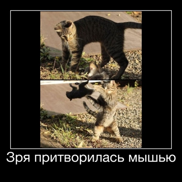 Зря притворилась мышью - Зря притворилась мышью