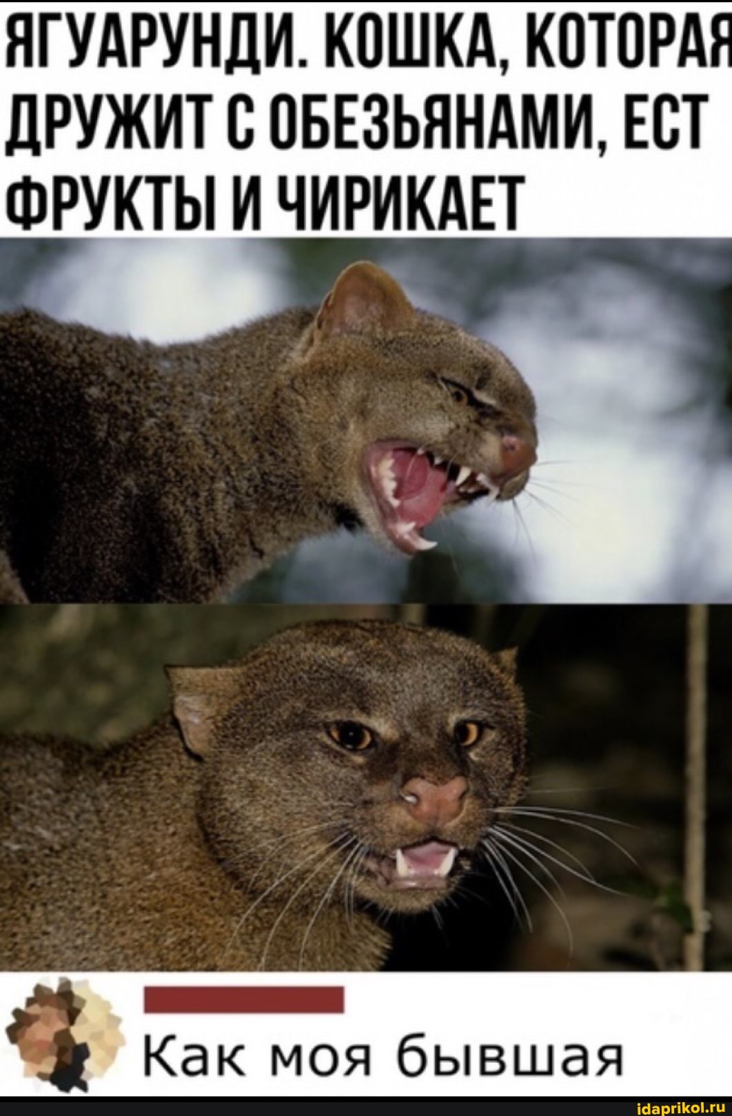 ЯГУАРУНДИ. КОШКА, КОТОРАЯ
ДРУЖИТ С ОБЕЗЬЯНАМИ, ЕСТ ФРУКТЫ И ЧИРИКАЕТ
Как моя бывшая